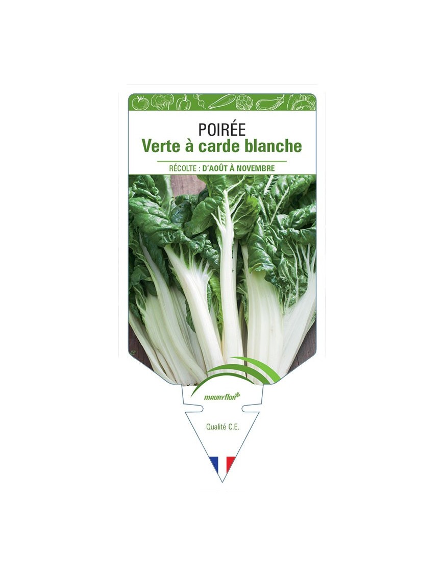 POIRÉE VERTE À CARDE BLANCHE