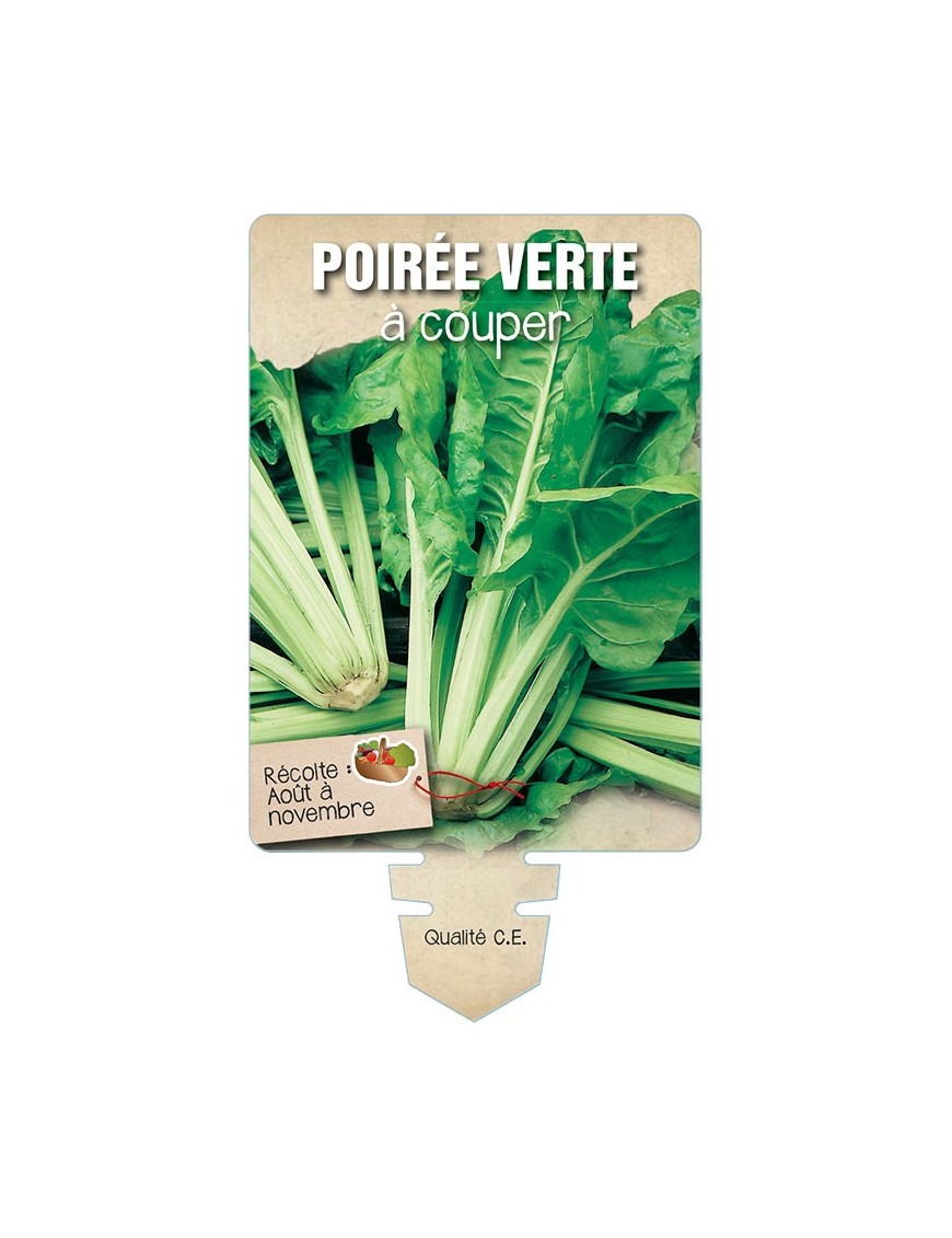 POIRÉE VERTE À COUPER *