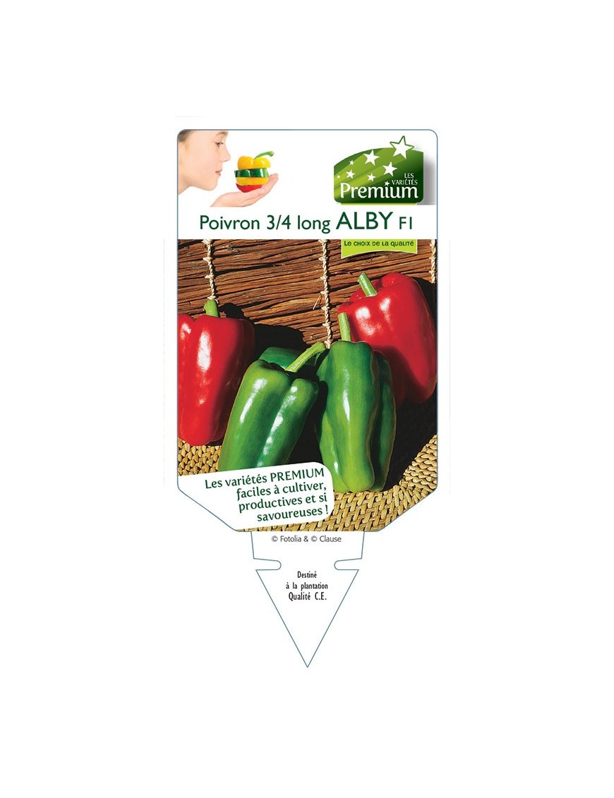 POIVRON 3/4 LONG ALBY F1