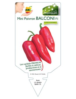 MINI POIVRON BALCONI F1