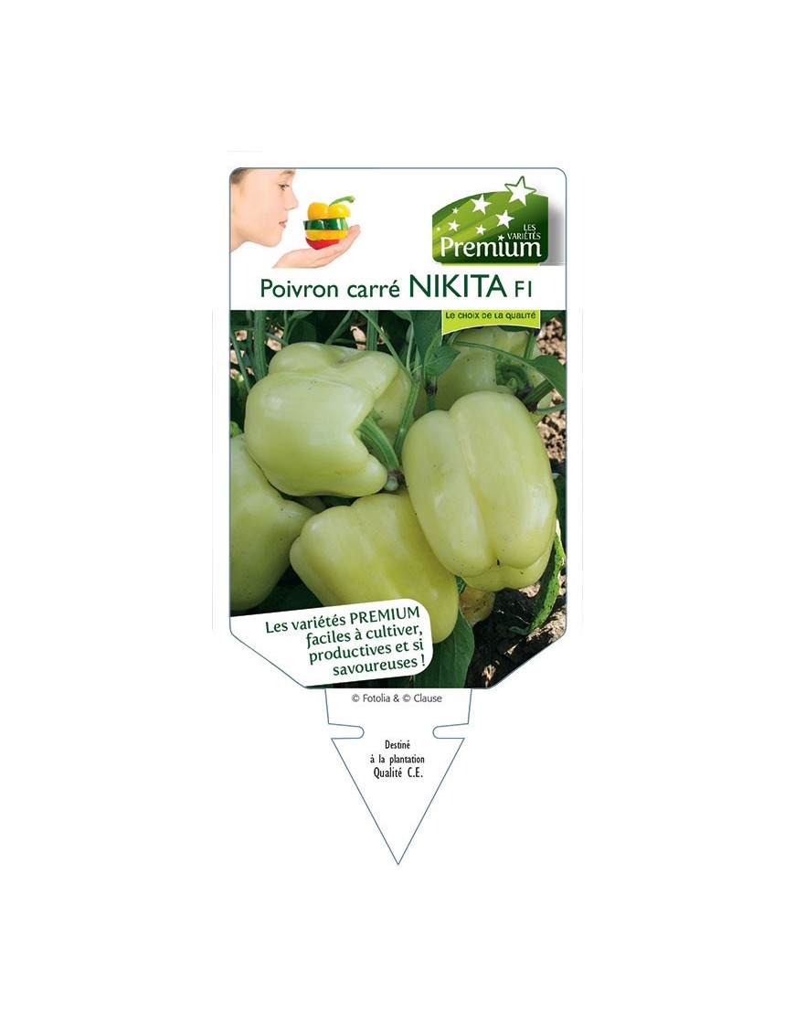 POIVRON CARRÉ NIKITA F1 *