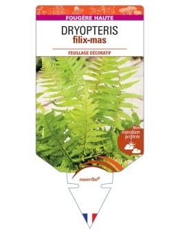 DRYOPTERIS filix-mas