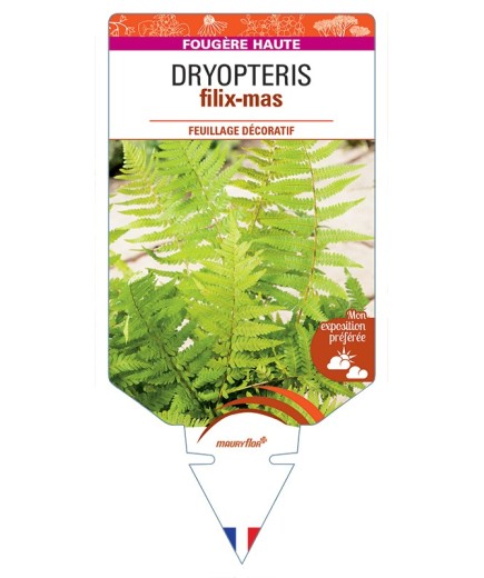 DRYOPTERIS filix-mas