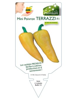 MINI POIVRON TERRAZZI F1