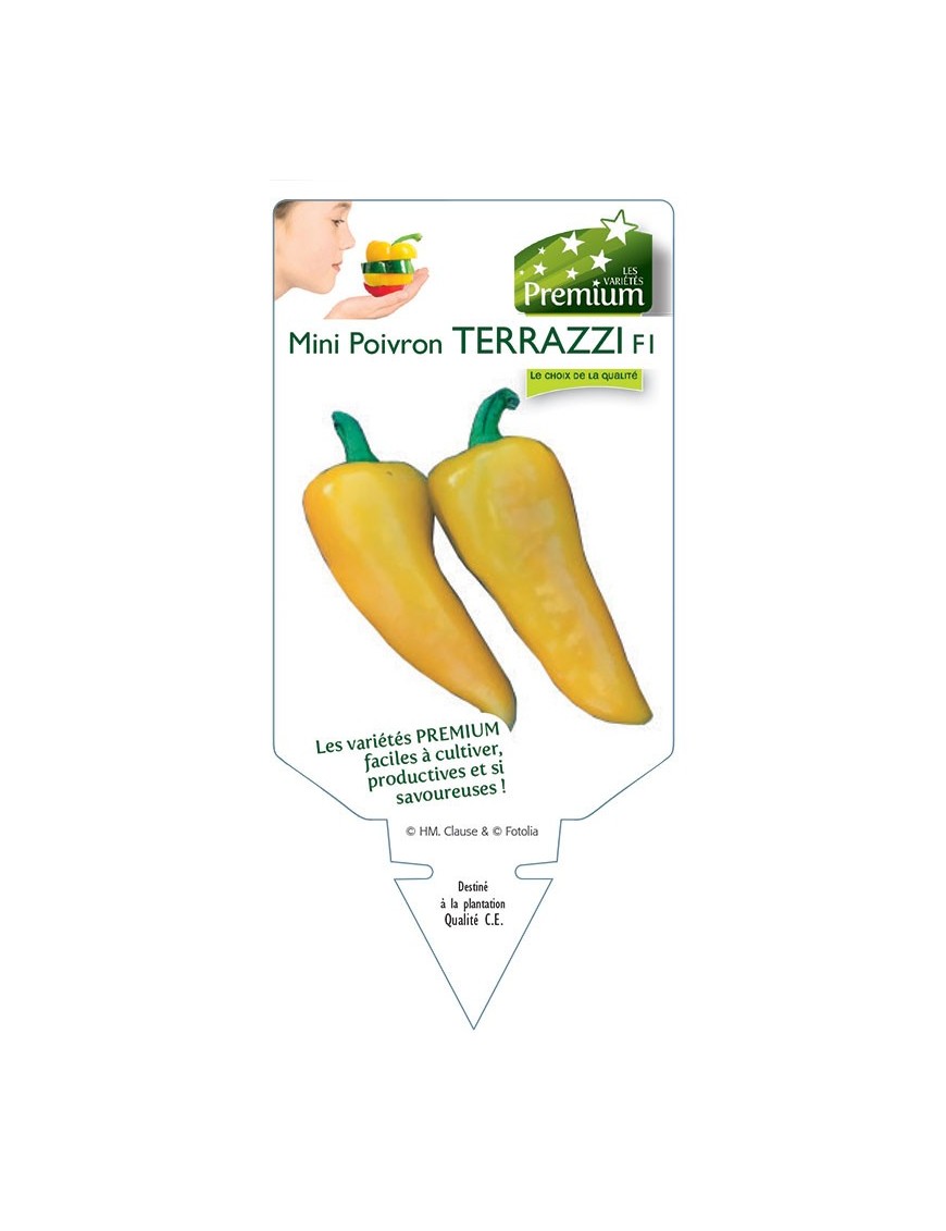 MINI POIVRON TERRAZZI F1