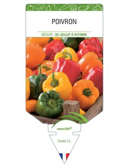 POIVRON (jaune, rouge, vert) *