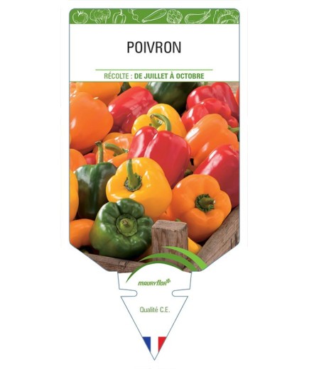 POIVRON (jaune, rouge, vert) *