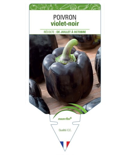 POIVRON VIOLET-NOIR *