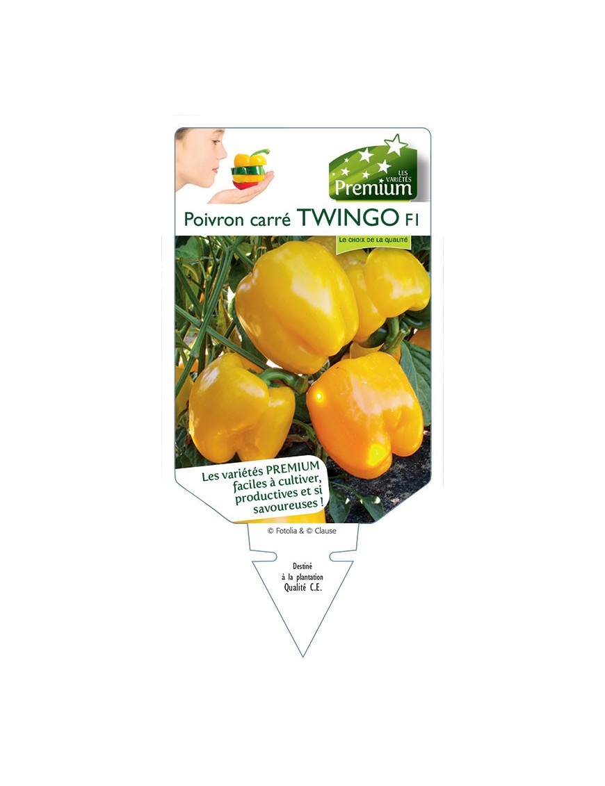 POIVRON CARRÉ TWINGO F1