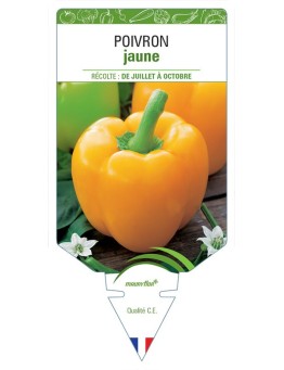 POIVRON JAUNE