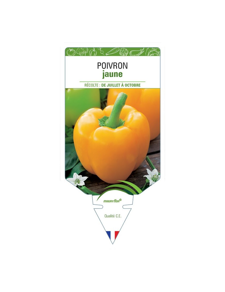POIVRON JAUNE