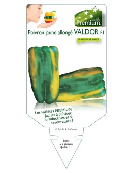 POIVRON JAUNE ALLONGÉ VALDOR F1