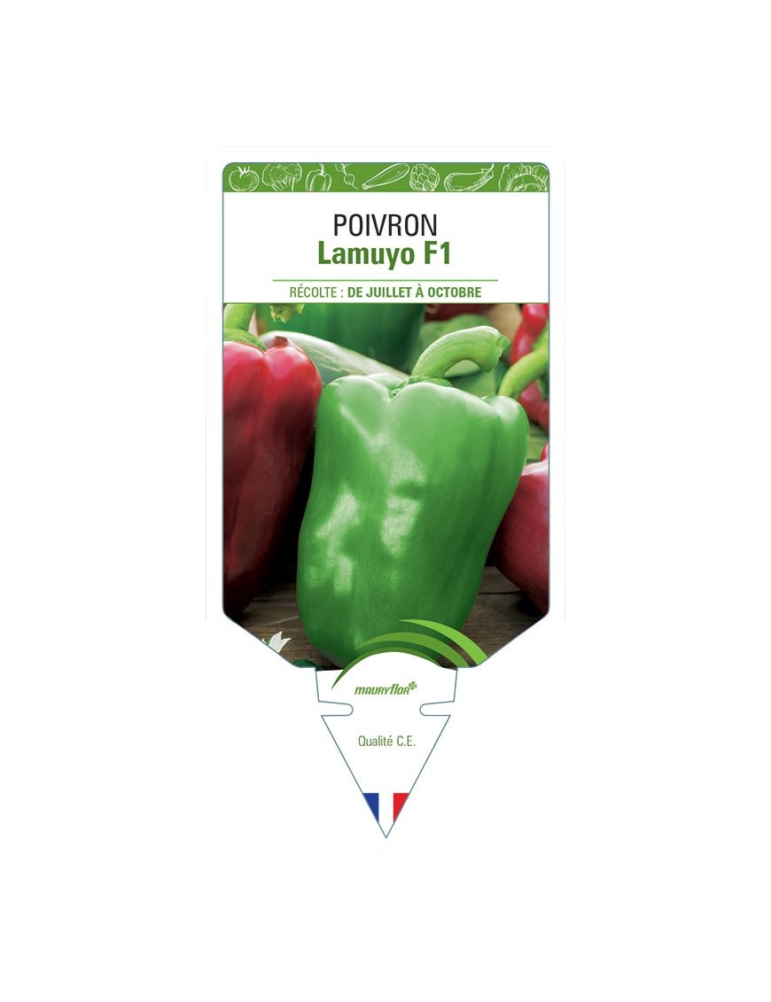 POIVRON LAMUYO HYBRIDE F1