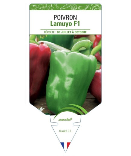 POIVRON LAMUYO HYBRIDE F1