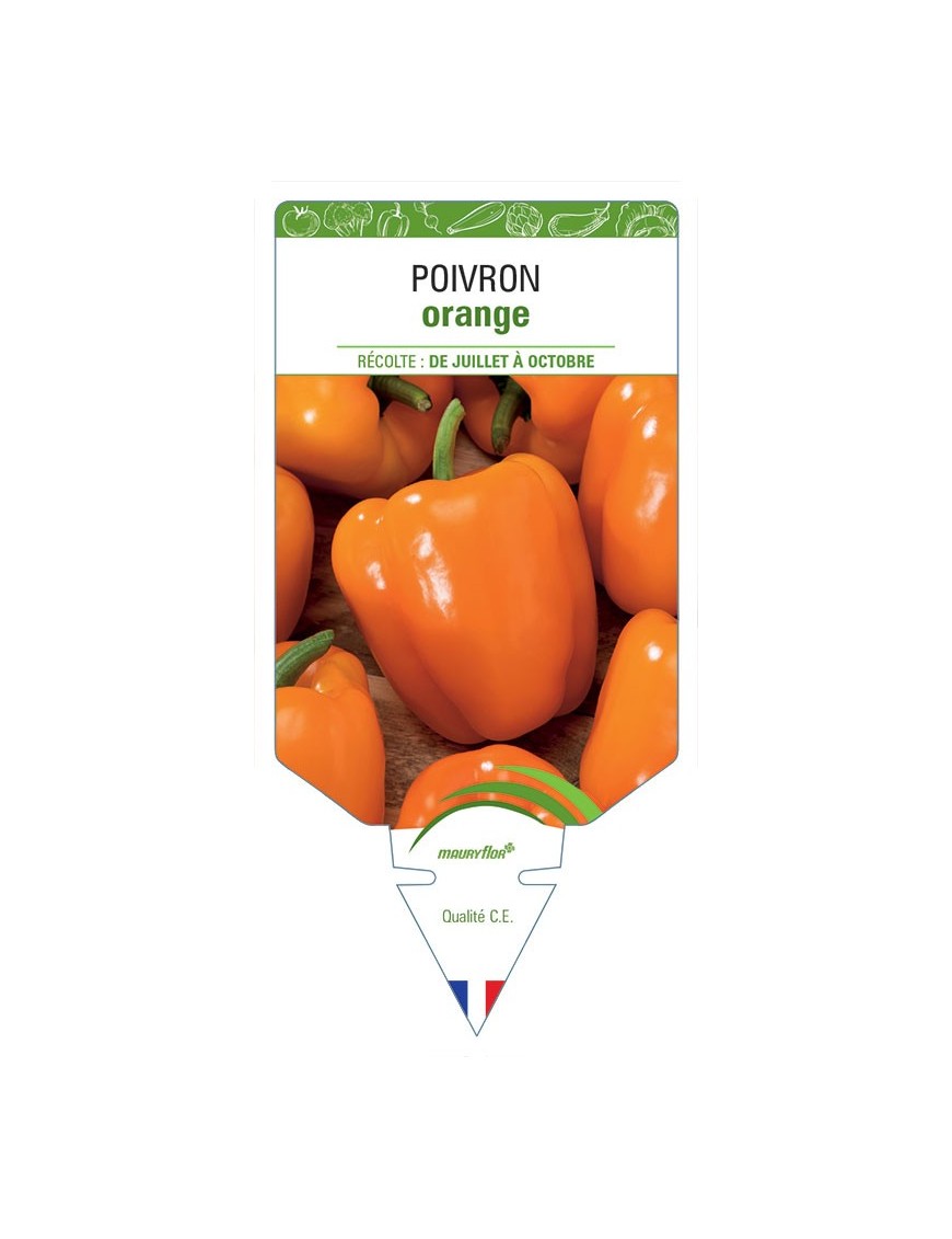 POIVRON ORANGE
