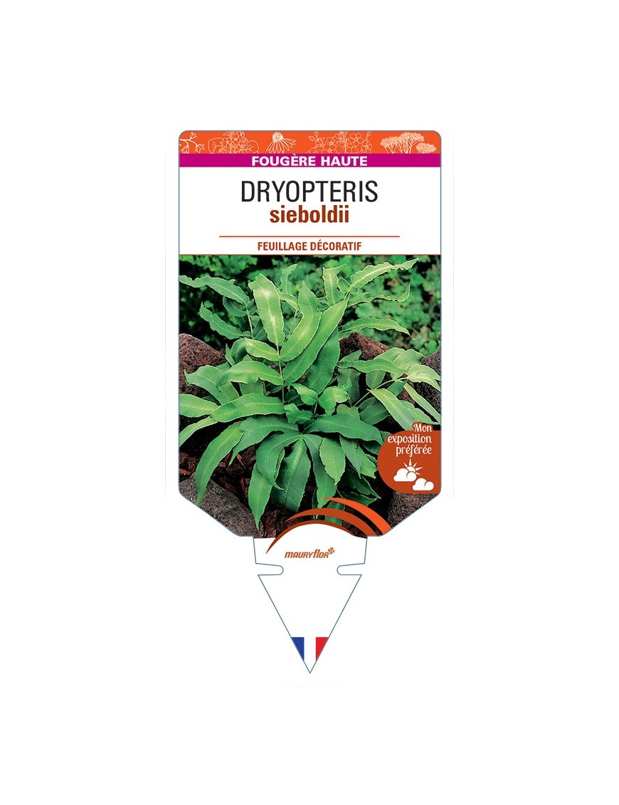 DRYOPTERIS sieboldii
