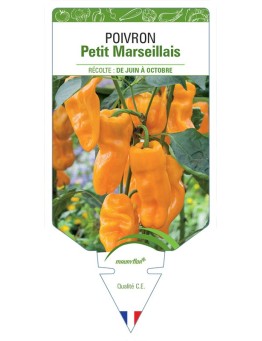 POIVRON PETIT MARSEILLAIS *