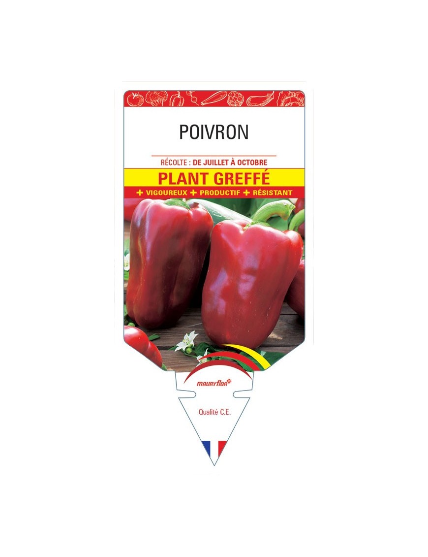 POIVRON PLANT GREFFÉ (jaune, rouge, vert)