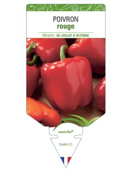 POIVRON ROUGE