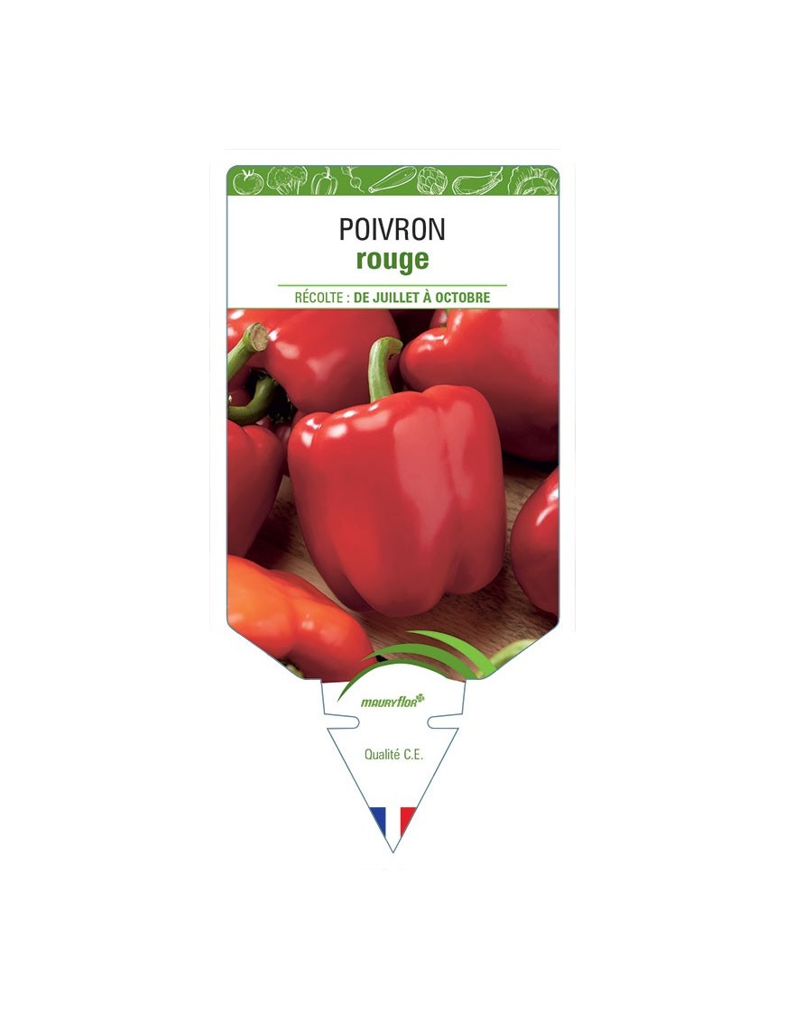 POIVRON ROUGE