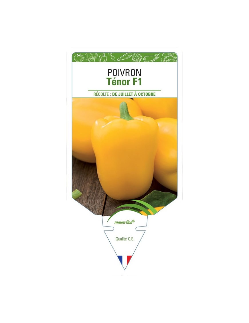POIVRON TENOR *