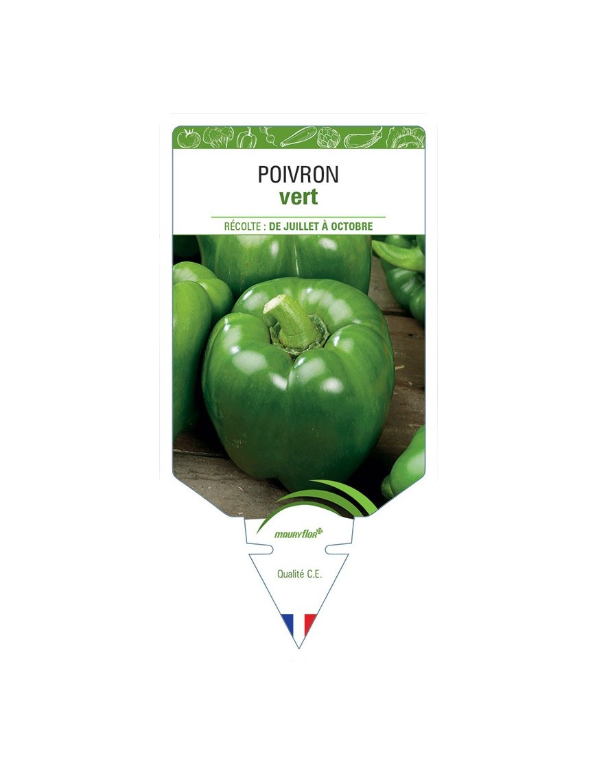 POIVRON VERT