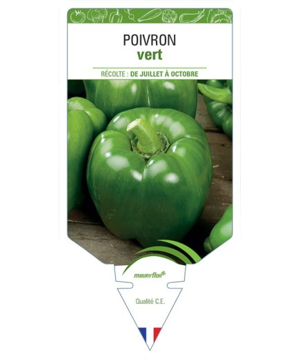 POIVRON VERT