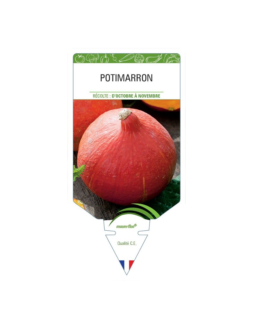 POTIMARRON