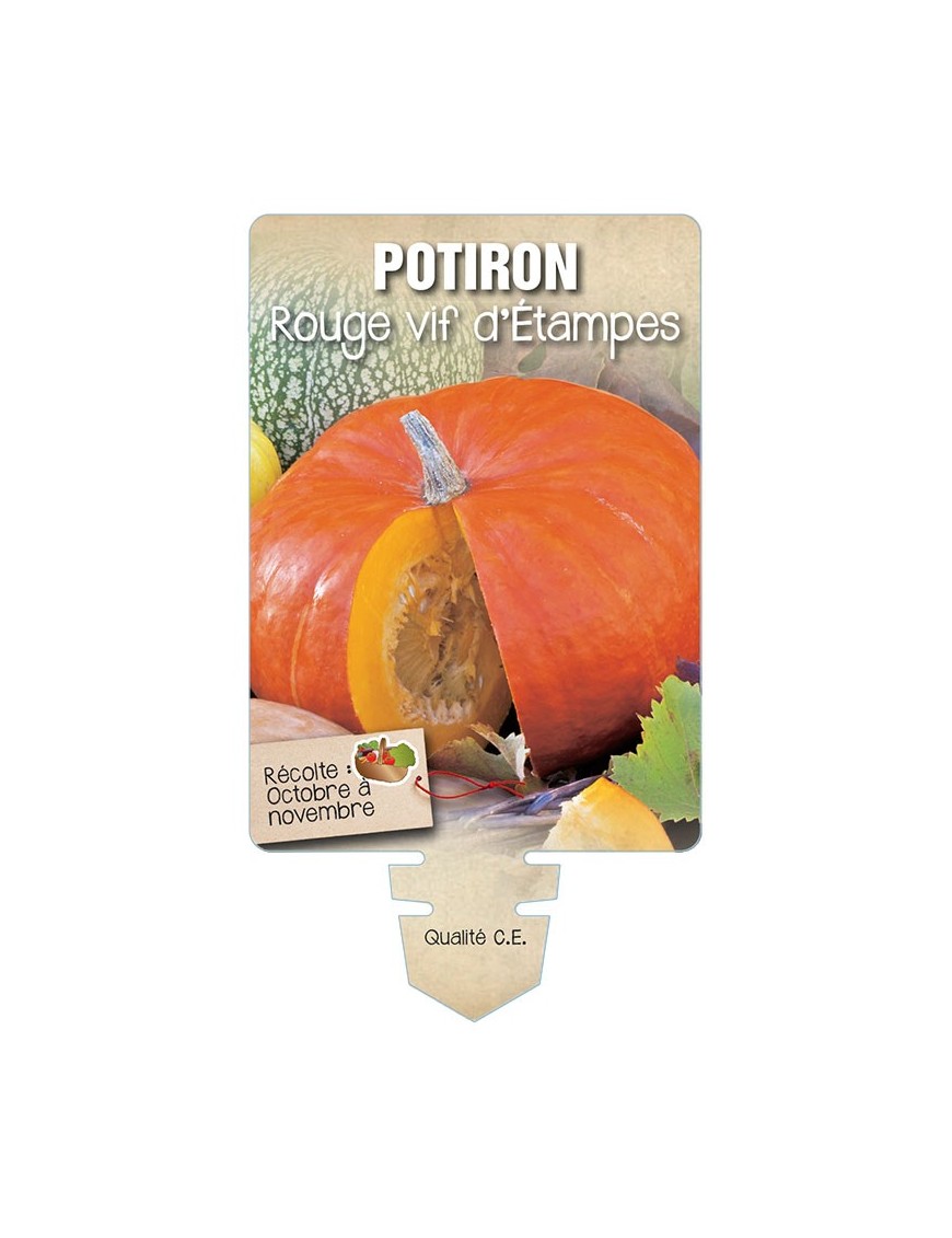 POTIRON ROUGE VIF D'ÉTAMPES
