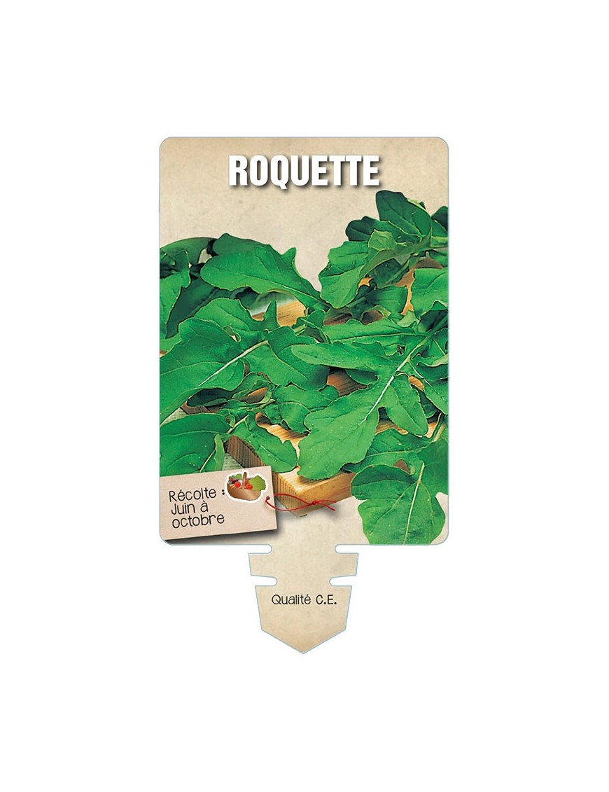 ROQUETTE *