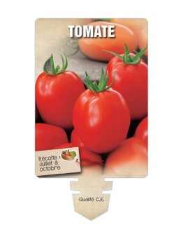 TOMATE (sans nom - Fruits allongés)