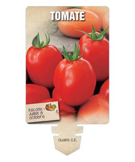 TOMATE (sans nom - Fruits allongés)