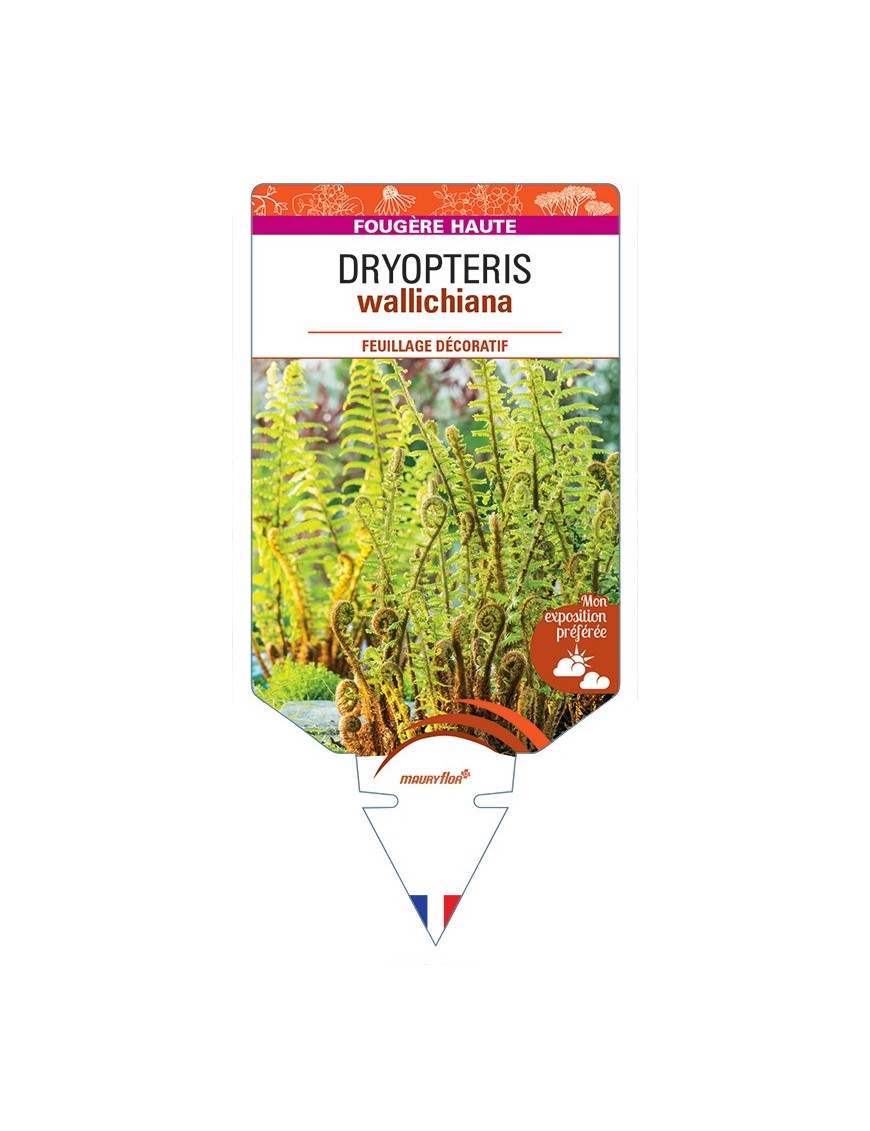 DRYOPTERIS wallichiana
