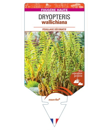 DRYOPTERIS wallichiana