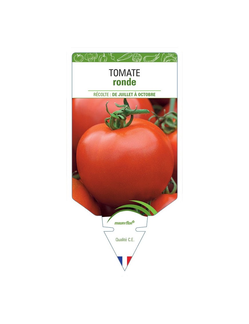 TOMATE (sans nom - Fruits ronds)