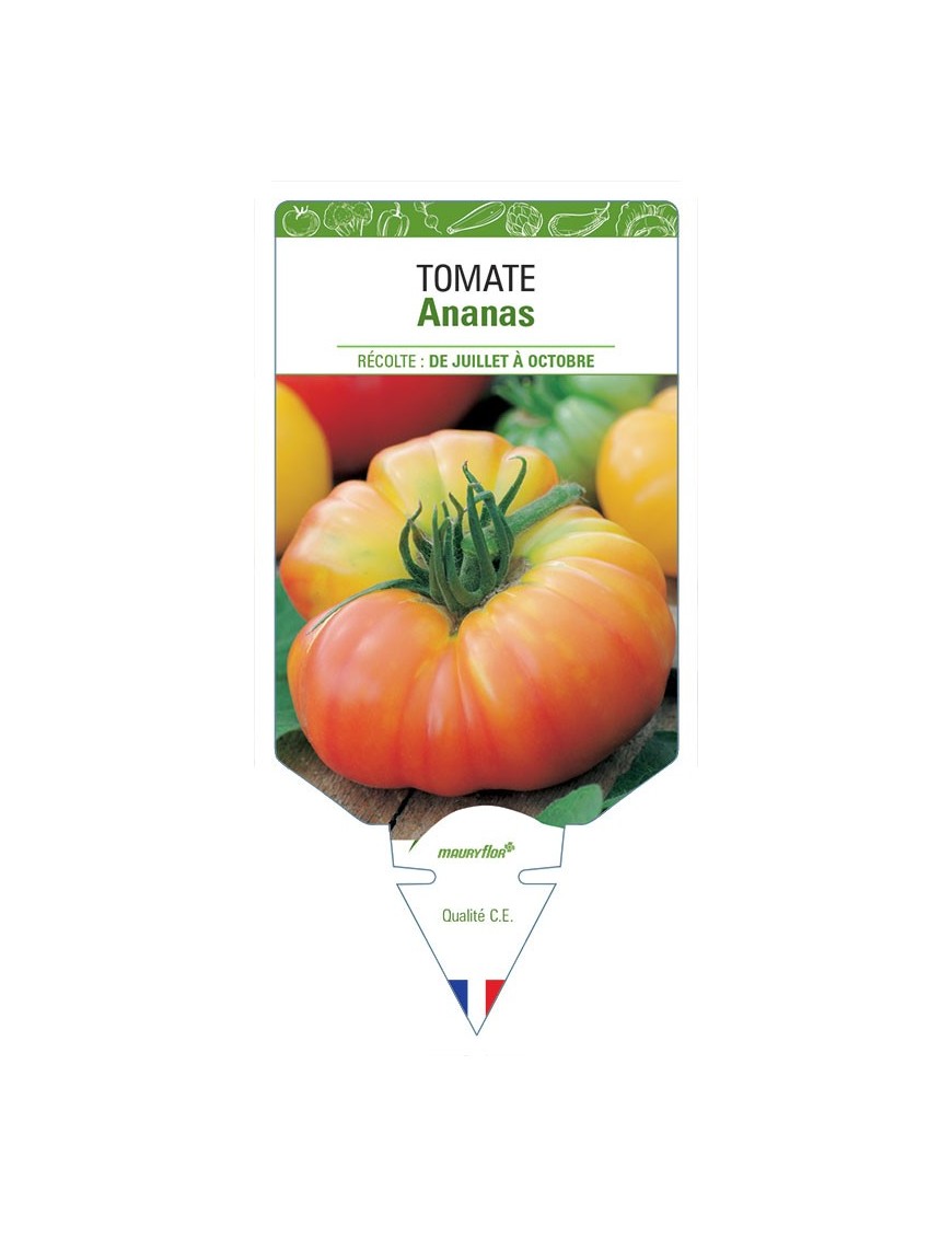 TOMATE ANANAS