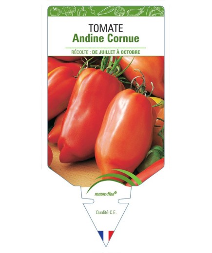 TOMATE ANDINE CORNUE