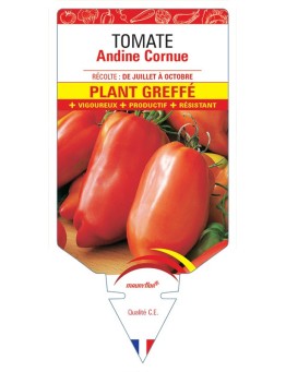 TOMATE ANDINE CORNUE PLANT GREFFÉ
