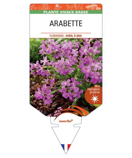 ARABETTE (blepharophylla rose)