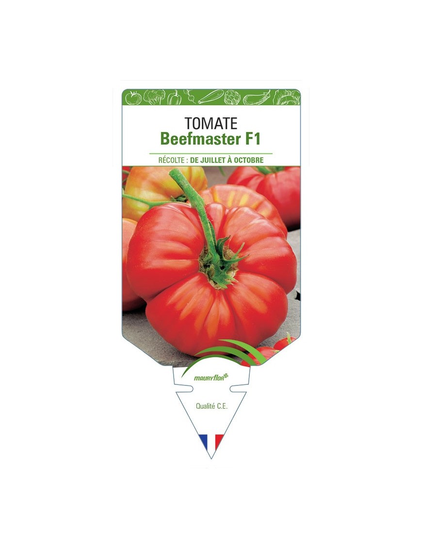 TOMATE BEEFMASTER F1