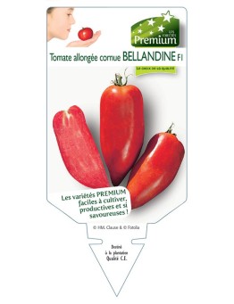 TOMATE BELLANDINE
