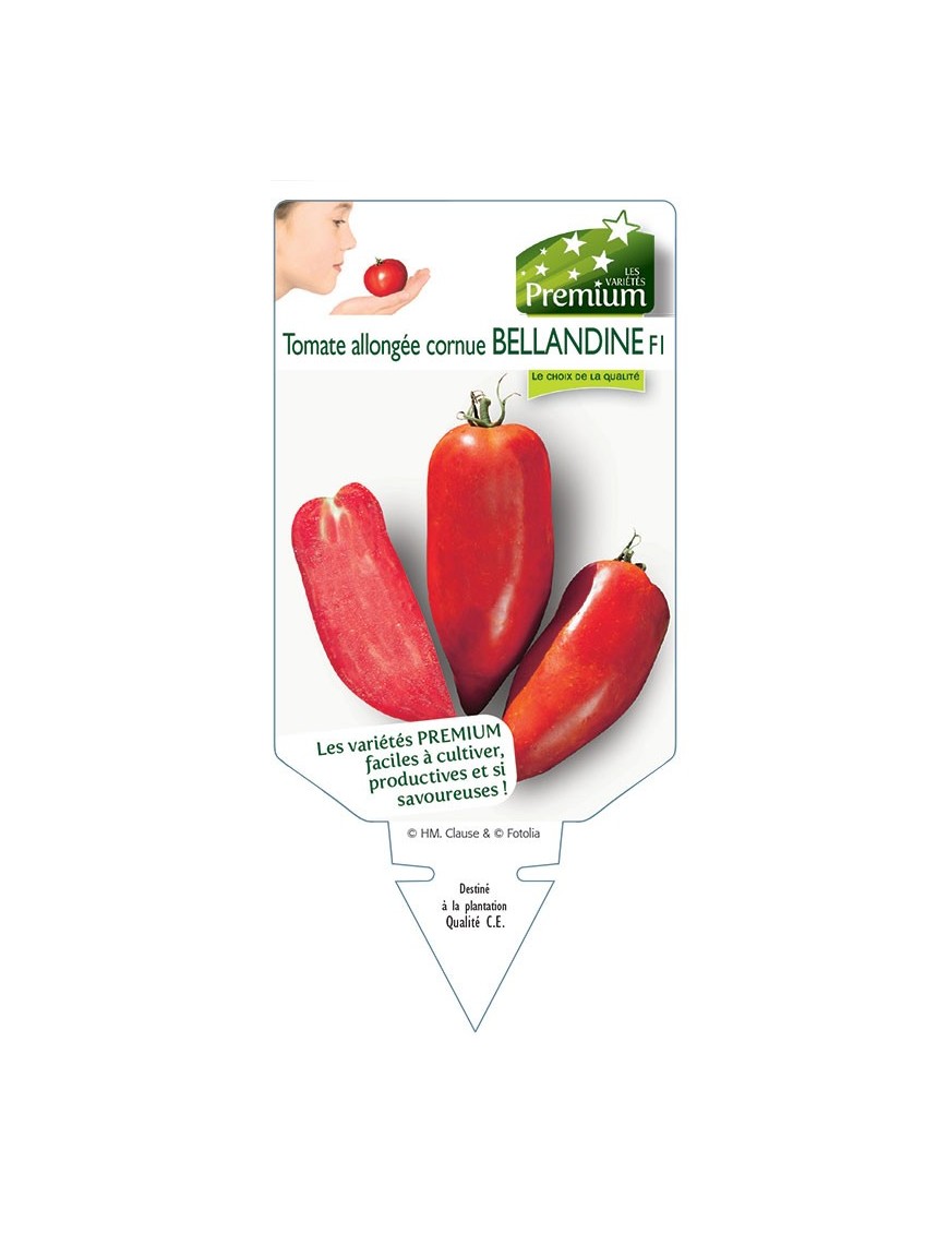 TOMATE BELLANDINE