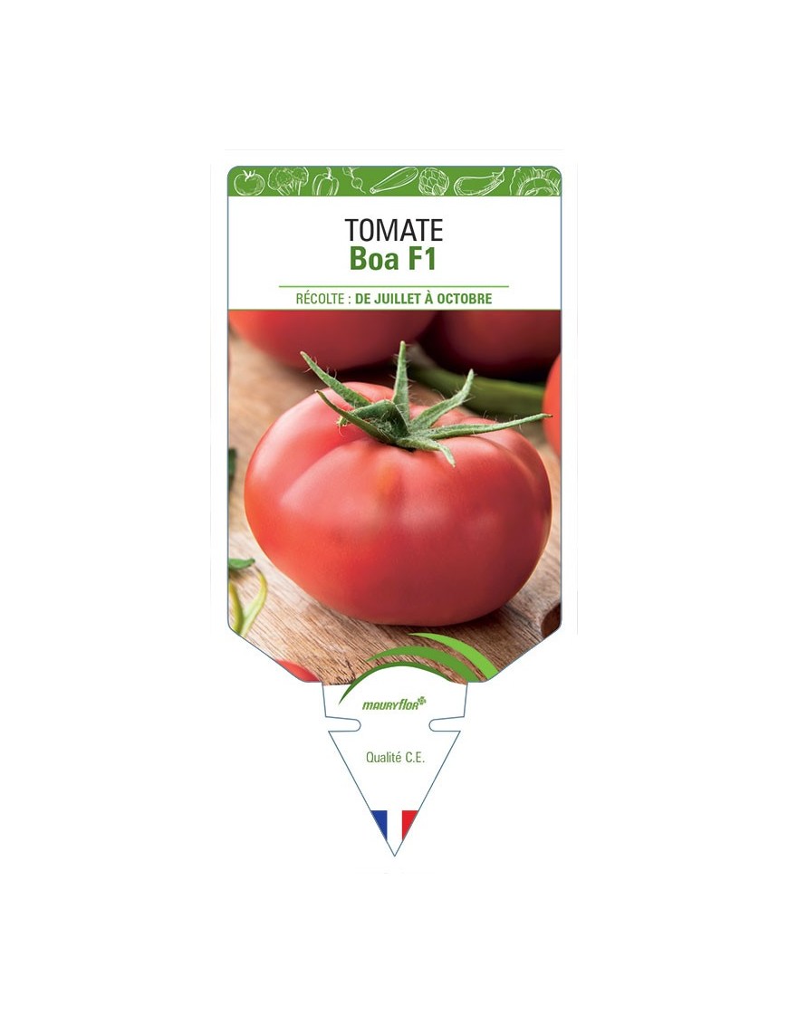 TOMATE BOA F1 *