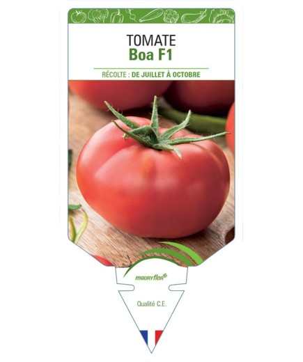 TOMATE BOA F1 *