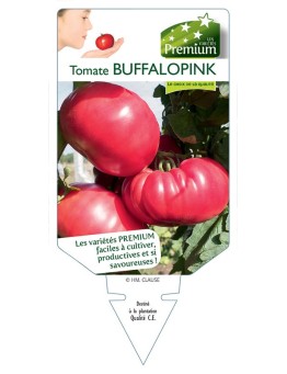 TOMATE BUFFALOPINK