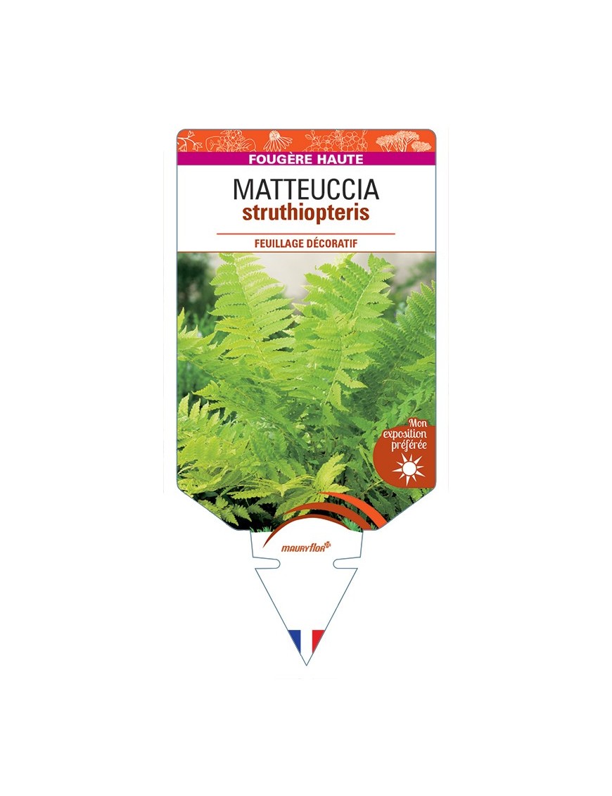 MATTEUCCIA struthiopteris
