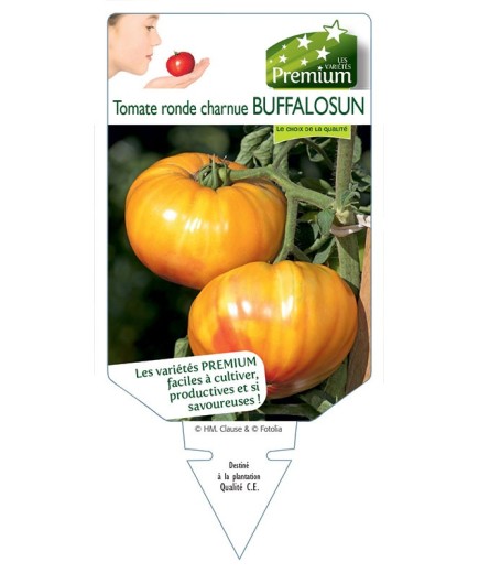 TOMATE BUFFALOSUN