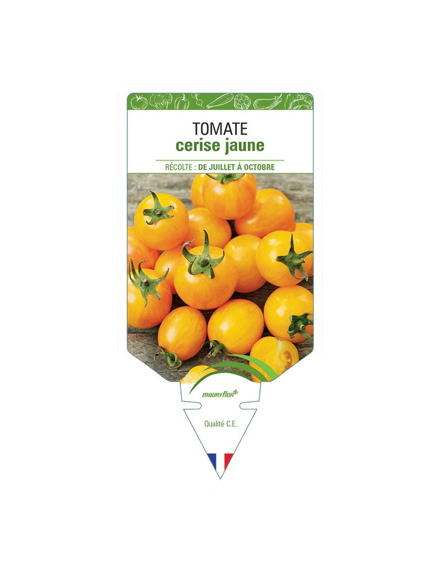 TOMATE CERISE (jaune)