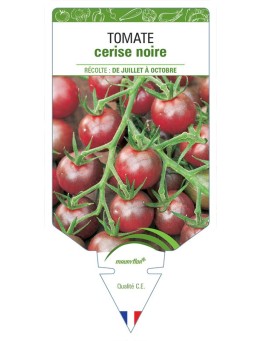 TOMATE CERISE (noire)