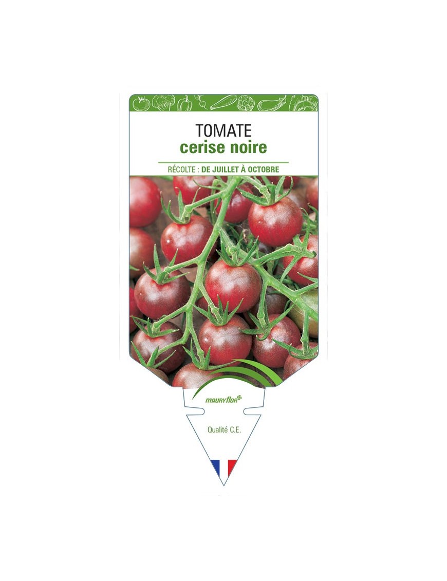TOMATE CERISE (noire)